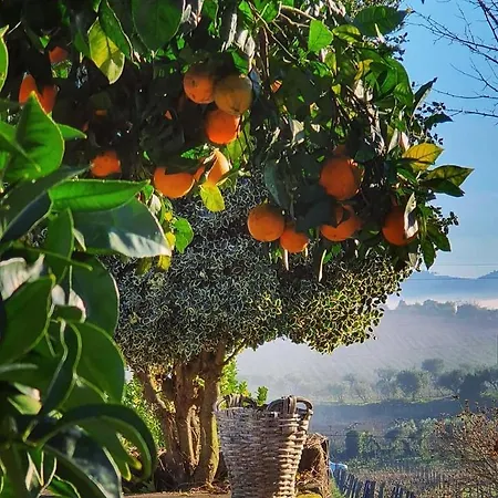 Alojamento de Turismo Rural Casa Dos Barros Winery By Vintage Theory