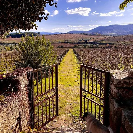 Casa Dos Barros Winery By Vintage Theory Sabrosa