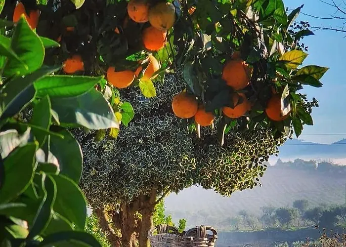 Farm stay Casa Dos Barros Winery By Vintage Theory