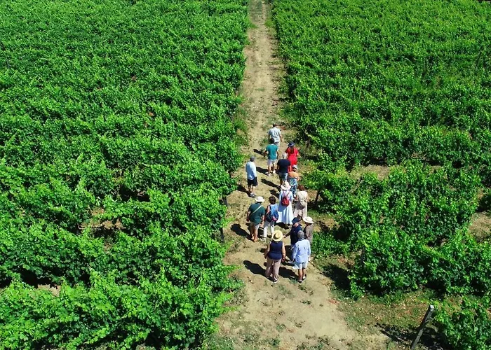 Casa Dos Barros Winery By Vintage Theory