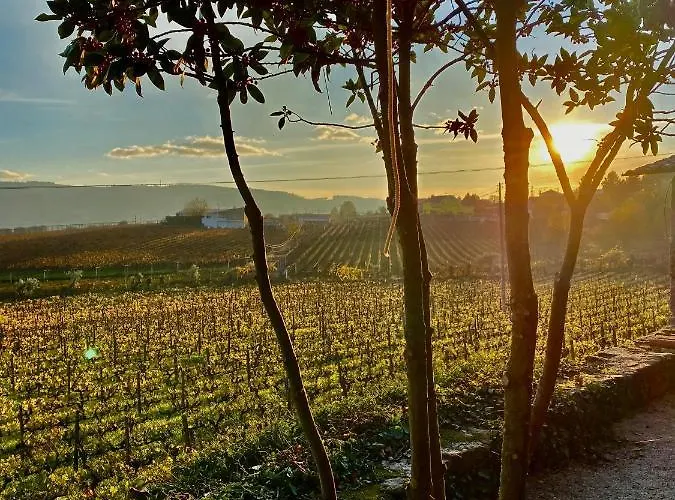 Casa Dos Barros Winery By Vintage Theory Lantgård